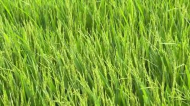 Bangkok, Tayland 'daki Pirinç tarlasının havadan görünüşü