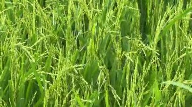 Bangkok, Tayland 'daki Pirinç tarlasının havadan görünüşü