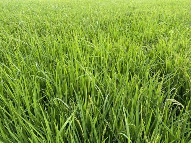 Tayland 'da iki aylık pirinç bitkileri