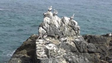 Kayalık bir sahilde pelikan kuşları 