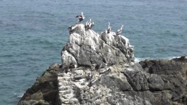 Kayalık bir sahilde pelikan kuşları 