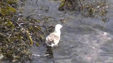 Kayalık bir sahilde pelikan kuşları 
