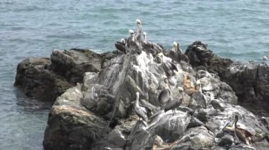 Kayalık bir sahilde pelikan kuşları 