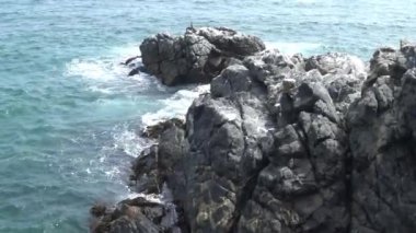 Kayalık bir sahilde pelikan kuşları 