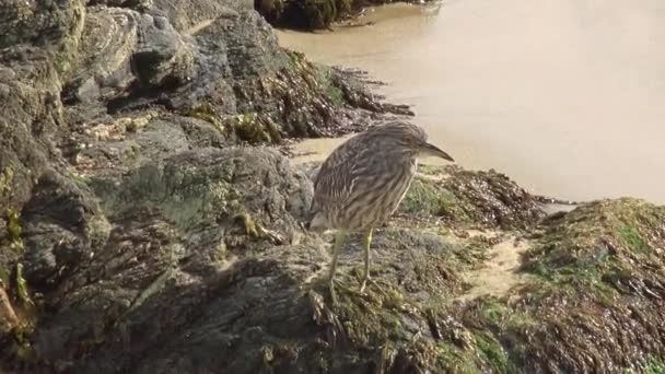Uccelli Pellicani Una Spiaggia Rocciosa — Video Stock