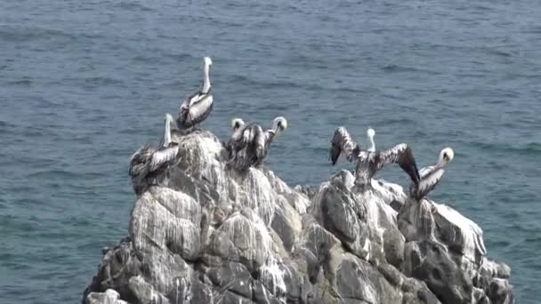 Uccelli Pellicani Una Spiaggia Rocciosa — Video Stock