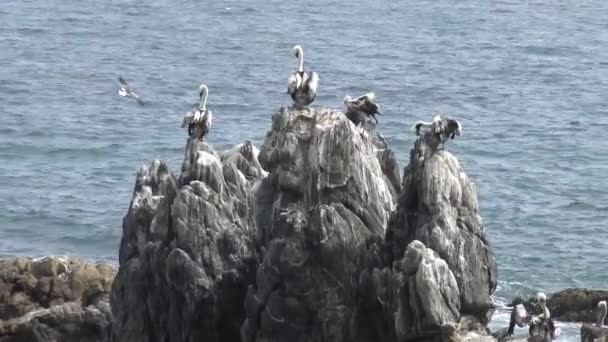 Uccelli Pellicani Una Spiaggia Rocciosa — Video Stock