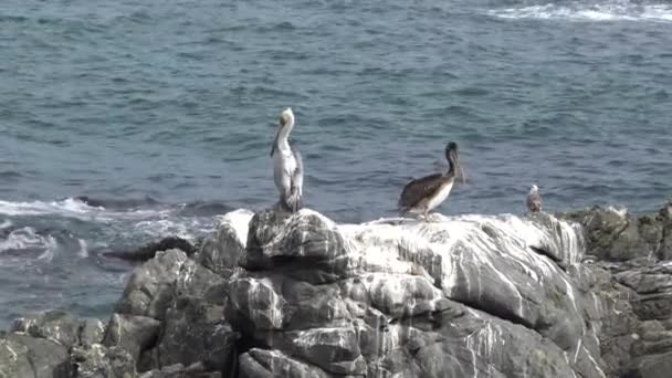 Пеликанские Птицы Скалистом Пляже — стоковое видео