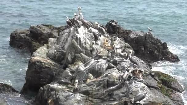 Pájaros Pelícanos Una Playa Rocosa — Vídeos de Stock