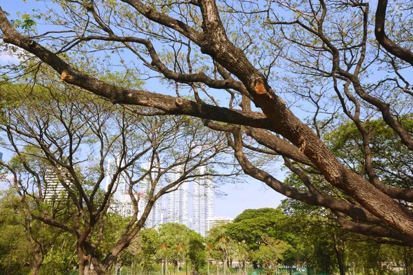 Parque Arquitetura Paisagem Urbana Tailândia — Fotografia de Stock