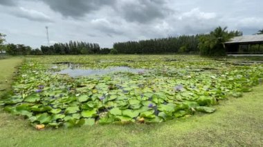 Landscape and recreational park in Thailand 