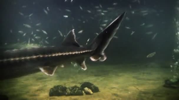 Unterwasser-Aufnahmen von exotische Fische — Stockvideo