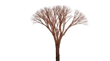 ölü ağaç büyüyen ve Rüzgar, Alfa dahil akan