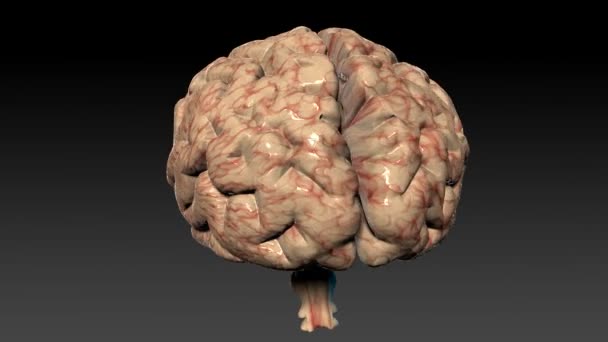 Lazo inconsútil, montaje del cerebro humano, canal alfa — Vídeos de Stock