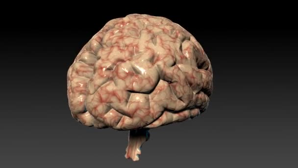 Human brain rotating,seamless loop,Alpha Channel — Stok Video