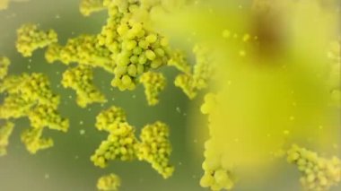 karşı Yeşil üzüm