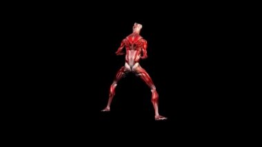 insan kas karate taşır, alfa kanalı