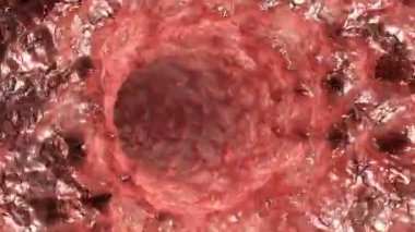 insan boğaz, sorunsuz döngü içinde