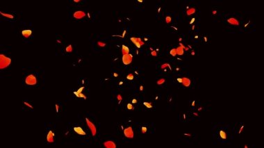 gül yaprakları uçan