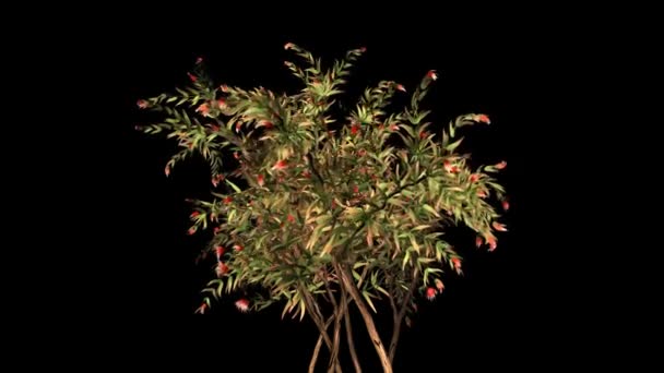 Exotic tree with red flowers growing, Alpha included — Stock Video