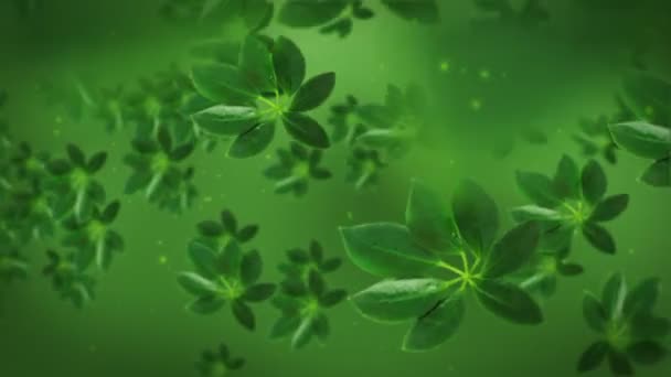Зелене листя чаю — стокове відео