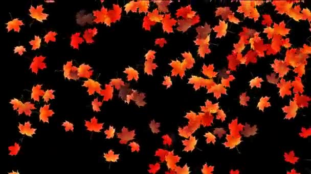 Maple leafs düşen arka plan, alfa kanalı — Stok video