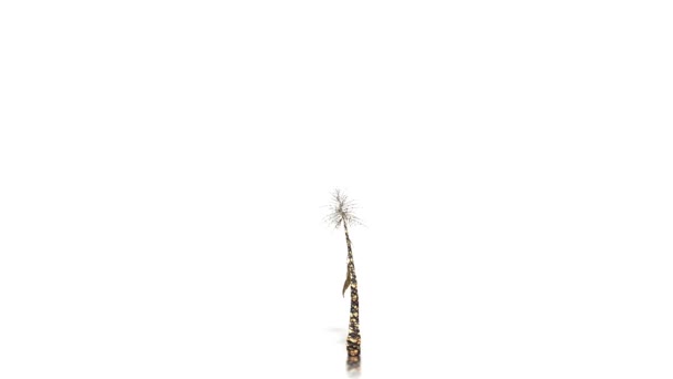 Palm tree crescimento, alfa incluído — Vídeo de Stock