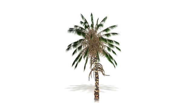 Palm tree crescimento, alfa incluído — Vídeo de Stock