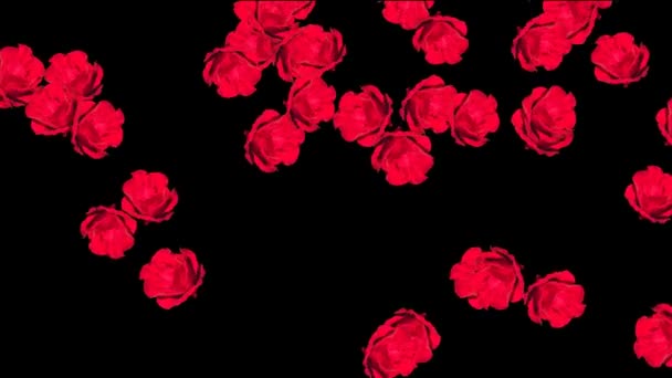 アルファを持つ赤いバラ — ストック動画