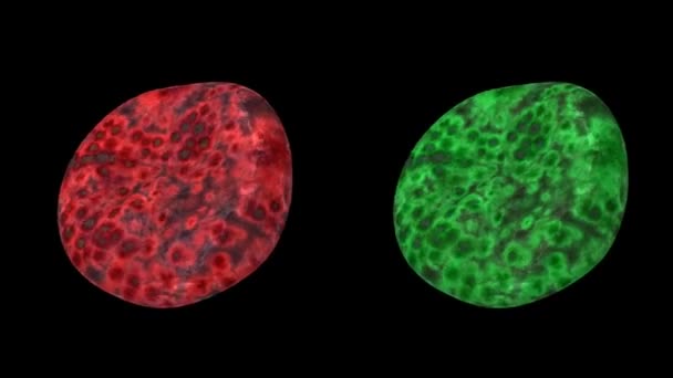 アルファで腫瘍とウイルスの細胞ループ — ストック動画