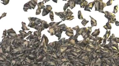 buruşuk dolar düşüyor, video geçişi