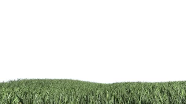 terrain avec gazon contre blanc