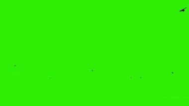 kuşlar yeşil zemin üzerine