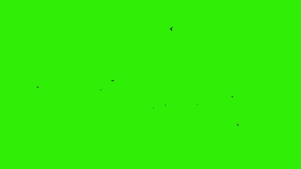 Duvor flyger mot grön skärm — Stockvideo