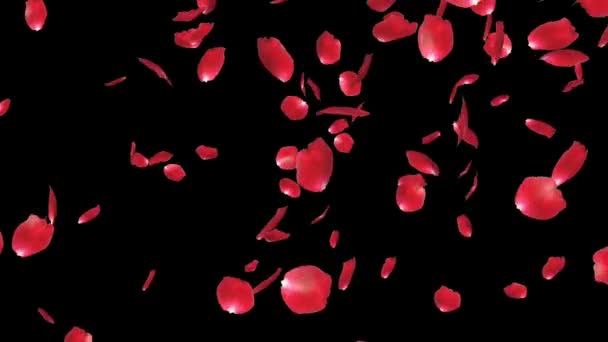 Rose petals Falling, against black — Stock Video