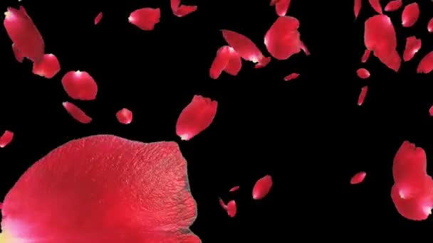 Rose petals Falling, against black — kuvapankkivideo