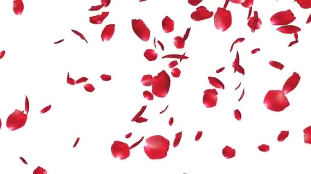 Rosenblüten fliegende Partikel, gegen Weiß