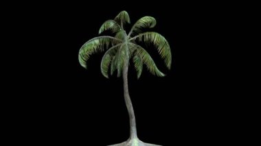 Rüzgarda sallanan palmiye