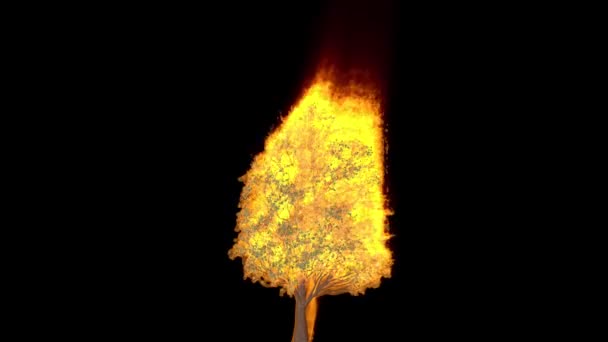 Zbliżenie Drzewa Ogniu Luma Matte Dołączony — Wideo stockowe