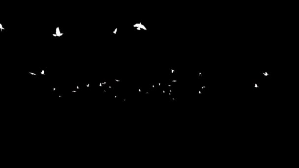 Pigeons Silhouettes Flying Black — Stock Video