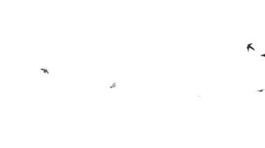 Beyaz güvercinler uçuyor, beyazlara karşı