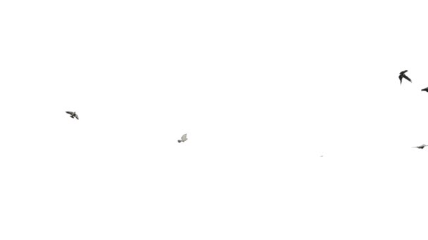 Palomas Blancas Volando Contra Blancas — Vídeos de Stock