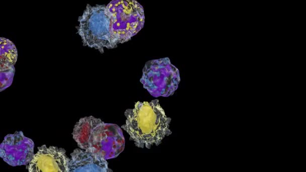 Fehérvérsejtek Áramlása Bazofilok Eozinofilek Limfociták Monociták Neutrofilek — Stock videók