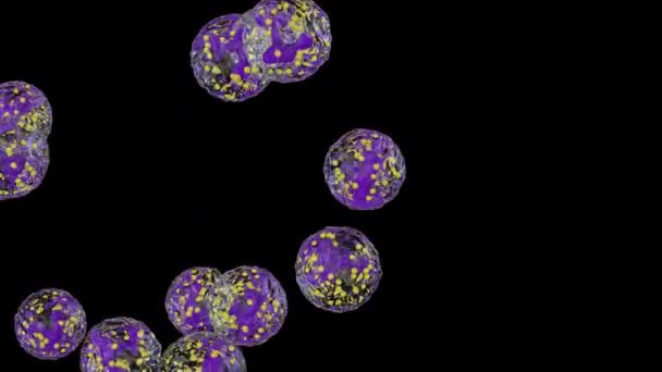 White Blood Cells Flow Neutrophils Alpha Channel — стоковое видео
