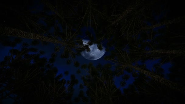 Повний Місяць Тлі Зоряного Неба Видимого Через Соснові Дерева — стокове відео