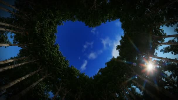 Ağaçlardan Yapılmış Bir Kalbe Bakıyorum Gece Gündüz Gün Doğumunu Izliyorum — Stok video
