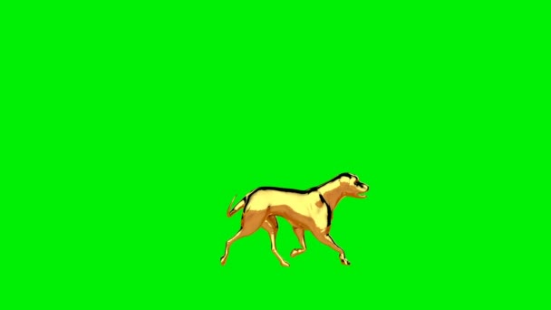 金毛猎犬行走 无缝回圈 绿色屏风 — 图库视频影像