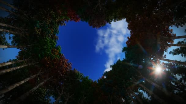 Blick Durch Ein Herz Aus Bäumen Herbst Gegen Zeitraffer Sonnenaufgang — Stockvideo