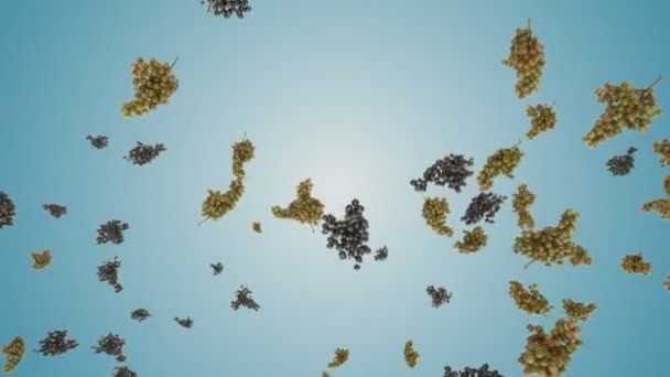 鲜红色和白色的葡萄缓缓地迎着蓝色的坡度飞舞 — 图库视频影像