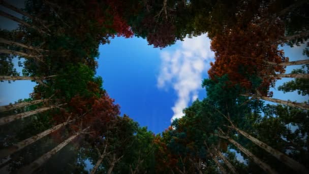 Blick Durch Ein Herz Aus Bäumen Herbst Gegen Zeitraffer Wolken — Stockvideo